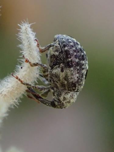 Cionus hortulanus
